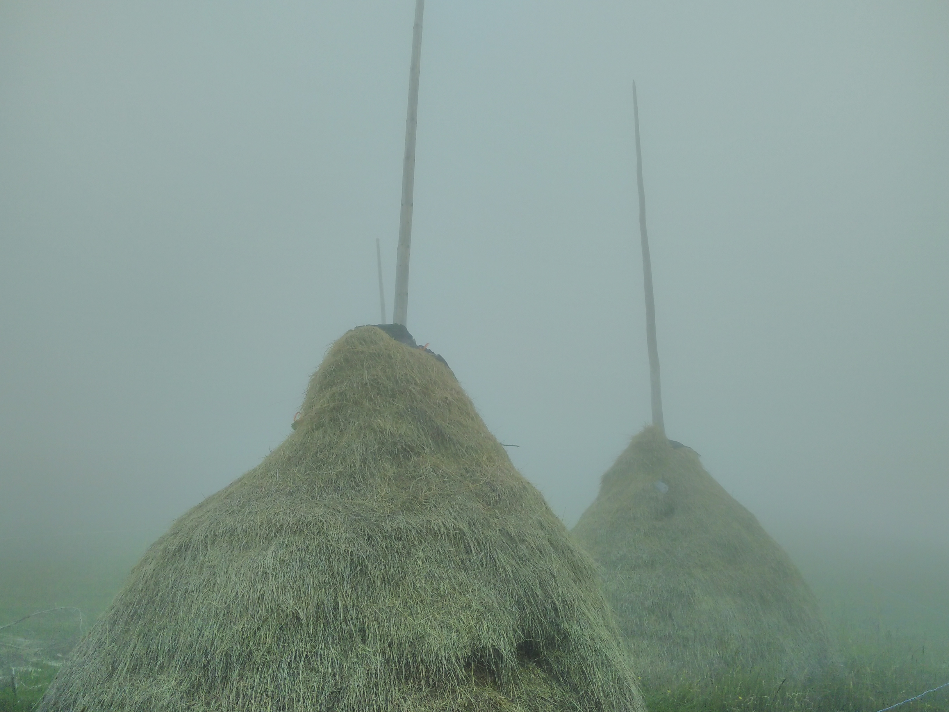 "Field of brooms" with Christoph Merian Verlag